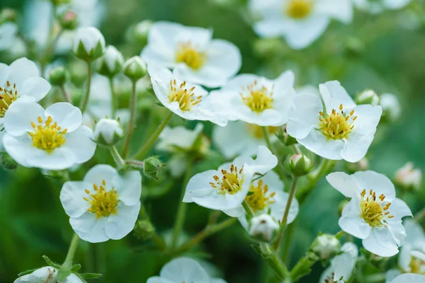 White strawberry flowers — Stock Photo, Image