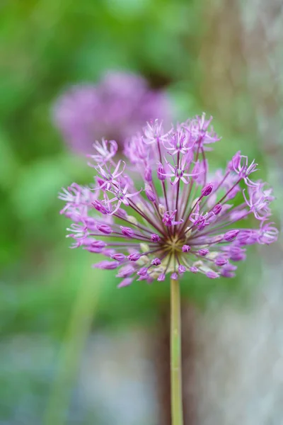 Fleurs d'allium lilas — Photo