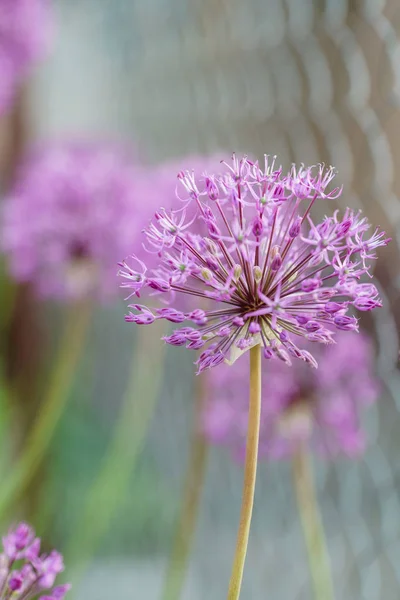 Fleurs d'allium lilas — Photo