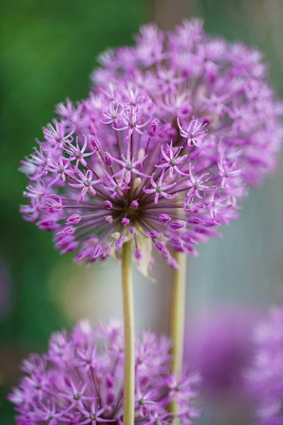 Allium lila virágok — Stock Fotó