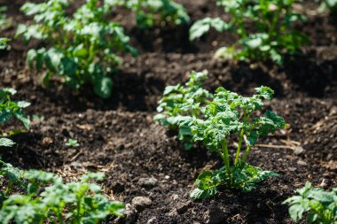 taze patates bitkileri 