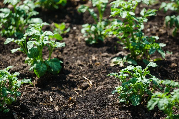 Junge Kartoffelpflanzen — Stockfoto