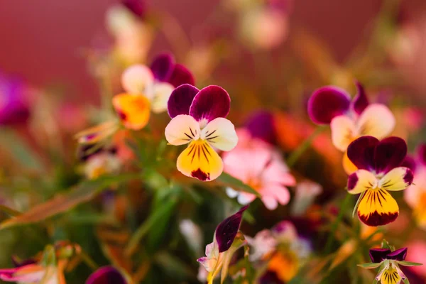 Jasne kolorowe wiosennych kwiatów — Zdjęcie stockowe