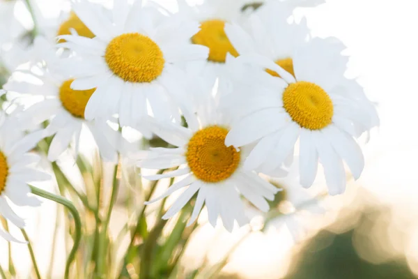 Fresh daisy flowers — Stock Photo, Image