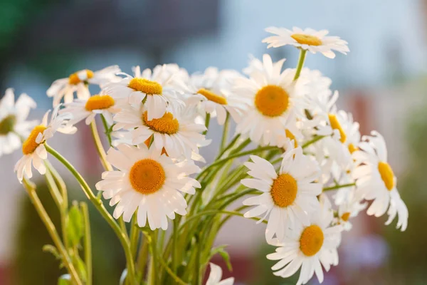 Friss százszorszép virág — Stock Fotó