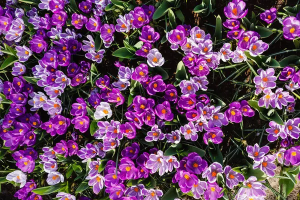 Luminosi fiori di croco viola — Foto Stock