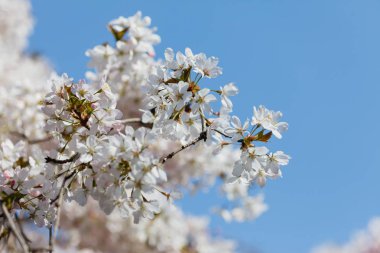 ağaç bahar çiçek
