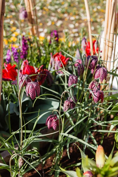 밝은 다채로운 봄 꽃 — 스톡 사진