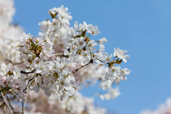 Kvetoucí jarní strom — Stock fotografie