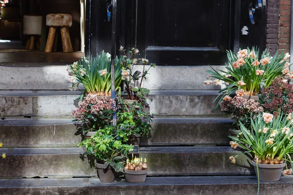 明るい屋外の植物 — ストック写真