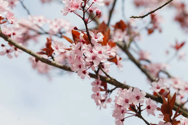 Arbre de printemps en fleurs — Photo