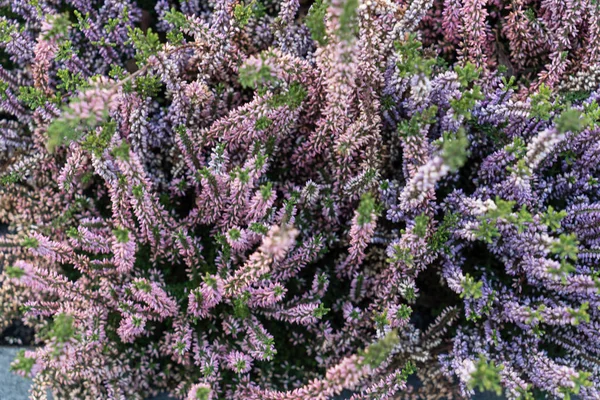 Bright heather flowers — Stock Photo, Image