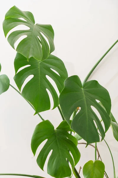 Hojas de plantas de monstera —  Fotos de Stock