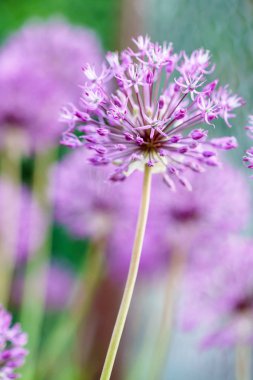 Lila allium çiçekler 