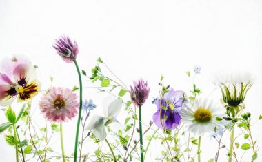 aydınlık yaz çiçek