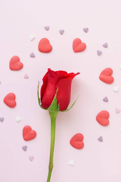 One red rose — Stock Photo, Image