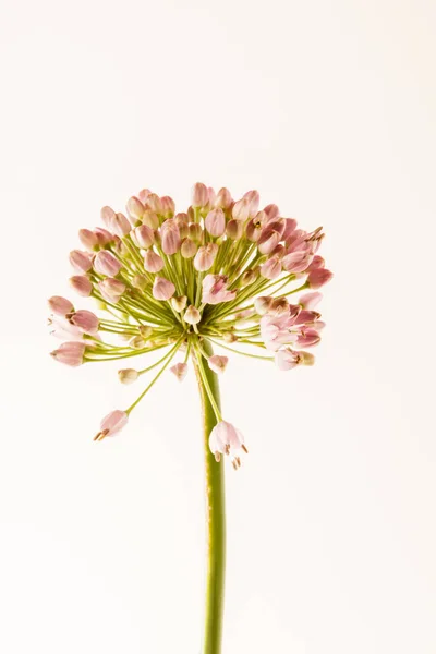 Allium blomma på vit bakgrund — Stockfoto