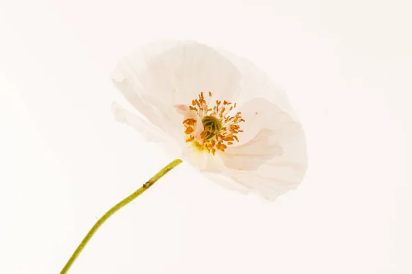 Een leuke papaver — Stockfoto