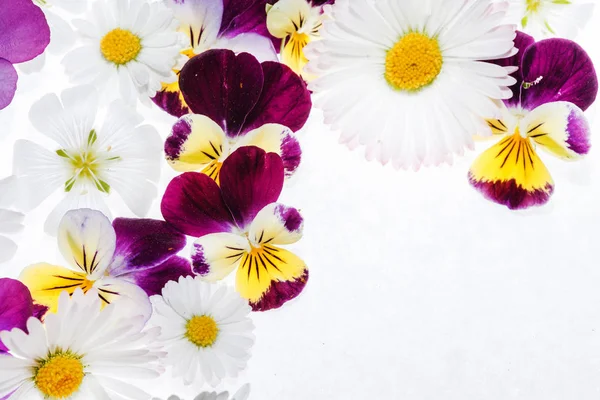 Flores de pálias brilhantes frescas — Fotografia de Stock