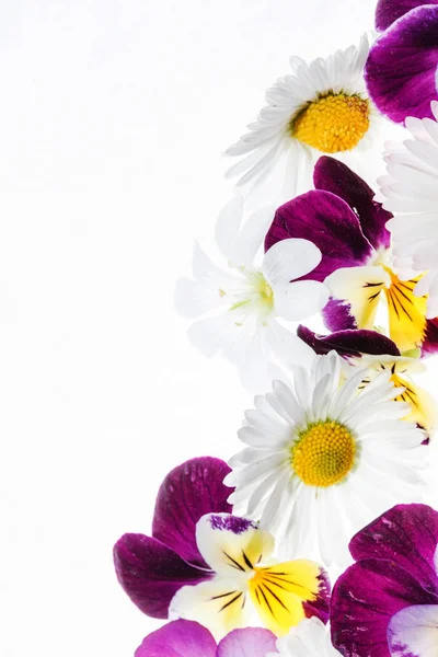 Φρέσκο φωτεινό πανσέδες λουλούδια — Φωτογραφία Αρχείου
