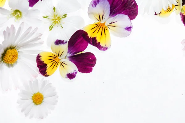 清新明亮的紫罗兰花 — 图库照片