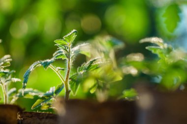 Domates bitkileri Garden