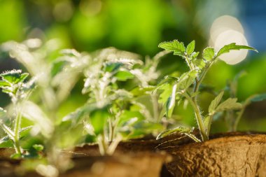 Domates bitkileri Garden