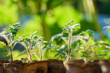 Domates bitkileri Garden