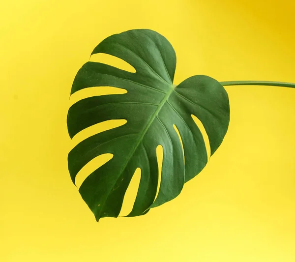 Green monstera leaf — Stock Photo, Image