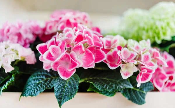 Světlé hydrangea květiny — Stock fotografie
