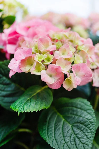 Ljusa hydrangea blommor — Stockfoto