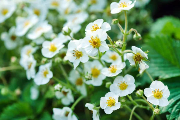 Bloomig strawberries in the garden — Stock Photo, Image