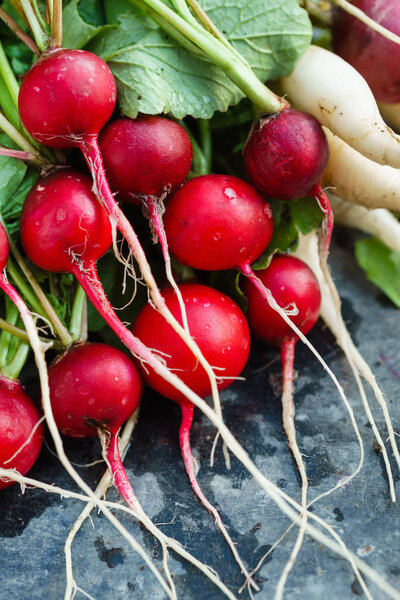 Fresh ripe radish