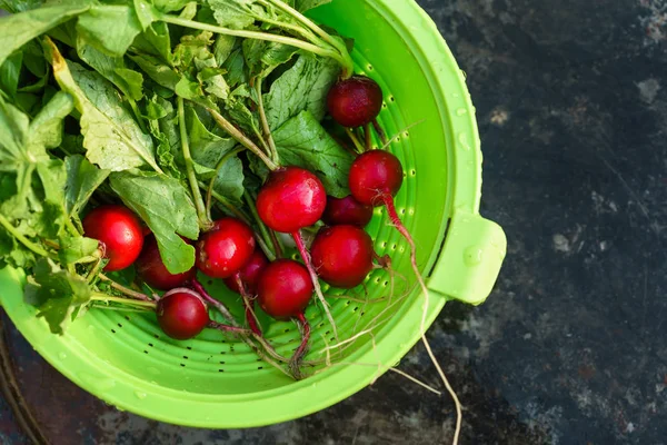 Fresh ripe radish — Stock Photo, Image