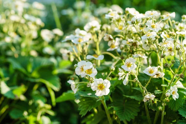 Bloomig strawberries in the garden — Stock Photo, Image