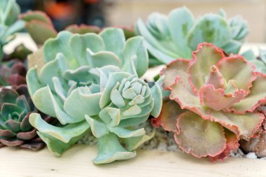 yeşil sulu bitkiler