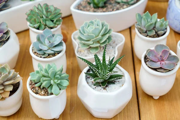 Plantes succulentes vertes — Photo