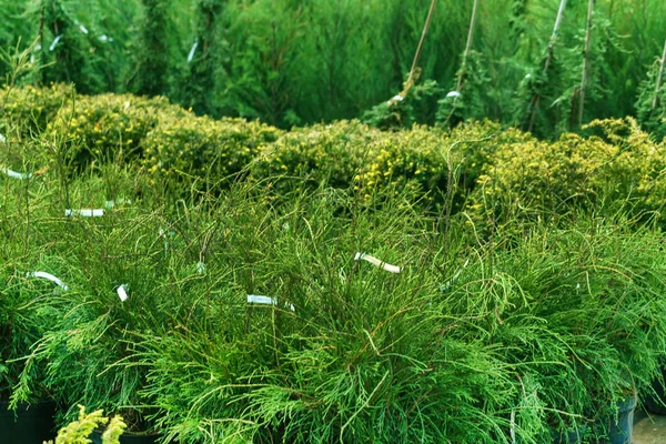 Marché des plantes vertes — Photo