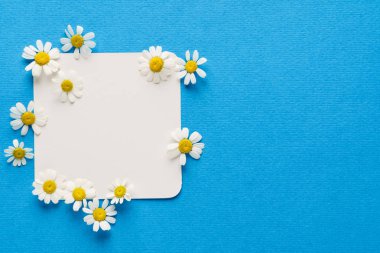 taze papatya çiçekleri