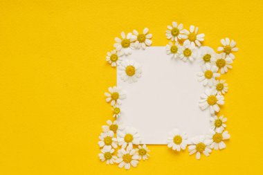 taze papatya çiçekleri