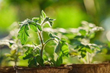 Domates bitkileri Garden