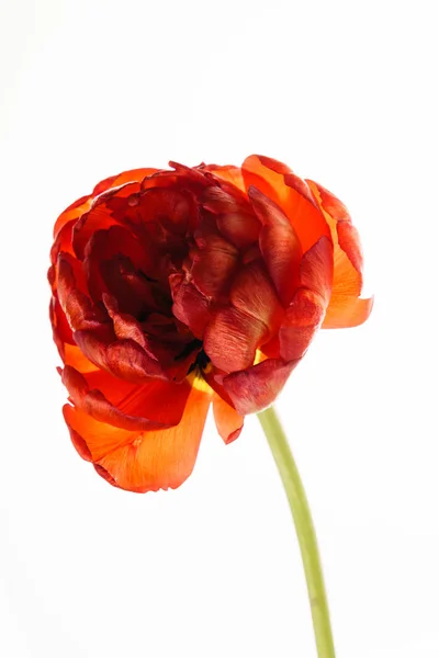 Eine rote Tulpe — Stockfoto