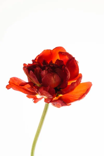 Jeden czerwony tulipan — Zdjęcie stockowe