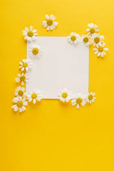 新鲜的雏菊花 — 图库照片