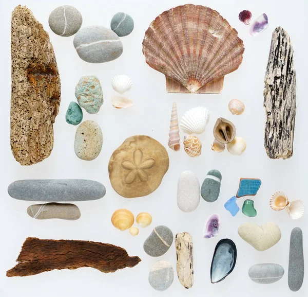 Sea shells collection — Stock Photo, Image