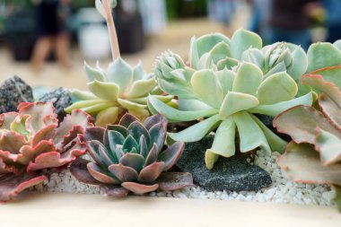 yeşil sulu bitkiler