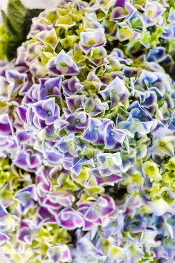 taze ortanca çiçek