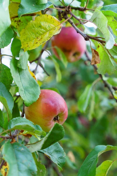 Organik kırmızı elmalar — Stok fotoğraf