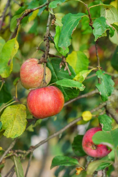 Organik kırmızı elmalar — Stok fotoğraf
