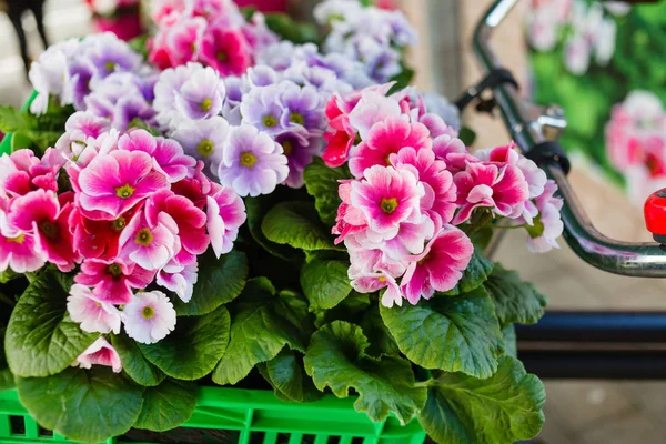 Bright spring flowers — Stock Photo, Image